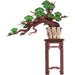 productImage-23110-immergruener-kiefernbonsai-holzbausatz.jpg